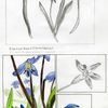 Siberian Squill by Sung Hyo Kim '11