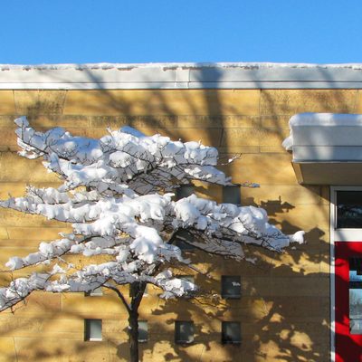 Snowy Boliou