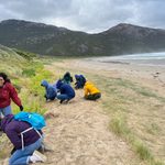 Students dove into the chance to give back to the Prom by pulling up invasive species along the coastline