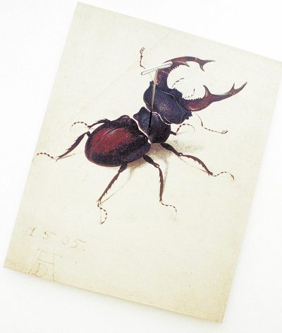 Enlarged image of Albrecht Dürer's painting of a stag beetle, mounted to the wall with a gigantic metal t-pin through the beetle's back.