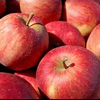 Welcome Back with AppleFest!