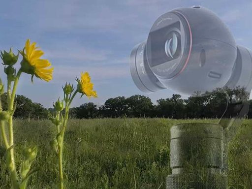 Sunflowers and Osmo in Carleton's Arboretum Prairie