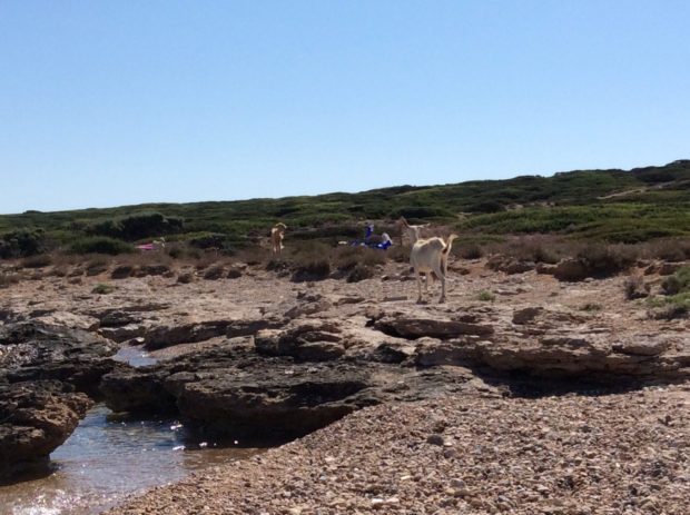 Goat island from the 2019 field season of the Small Cycladic Islands Project. Goats on a rocky shoreline with green brush hills in the background