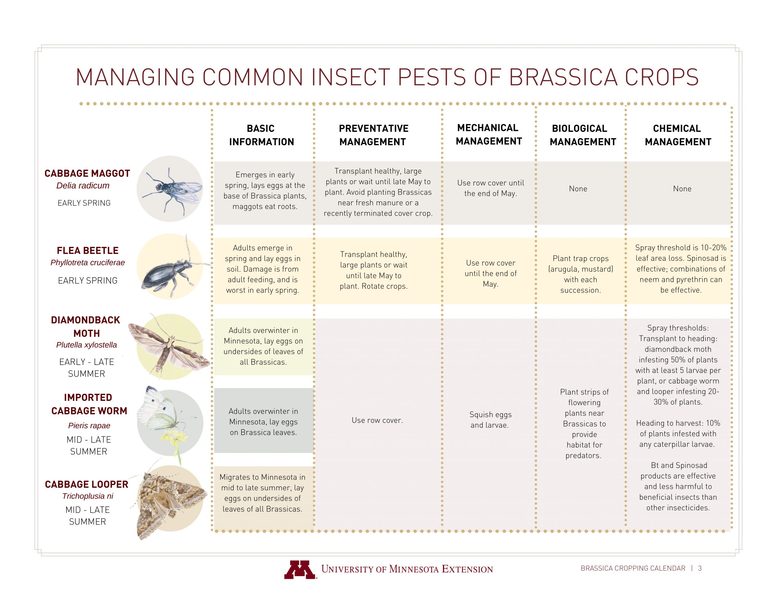 A page from the Brassica Cropping Calendar, with information about common insect pests and illustrations of those pests.