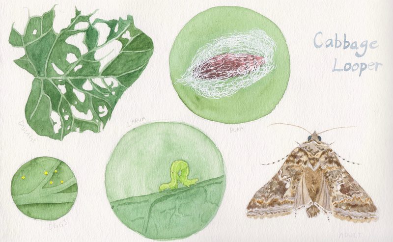 This image shows the lifecycle of a cabbage looper, including eggs, larva, pupa, and adulthood, as well as the damage to a plant it can cause.