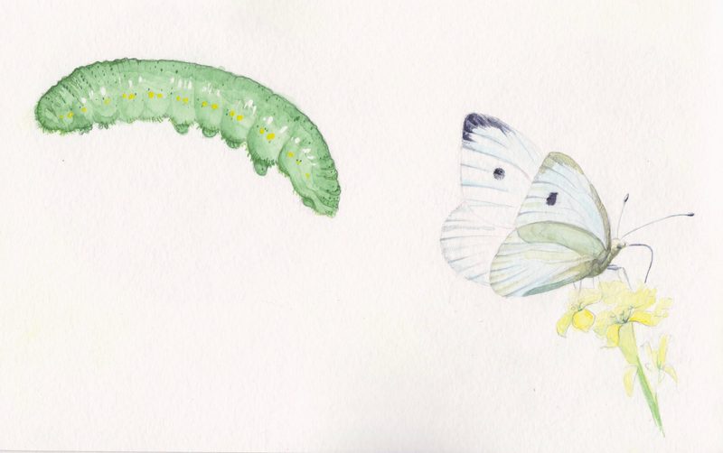 This image shows the caterpillar and adult butterfly of the Imported Cabbageworm