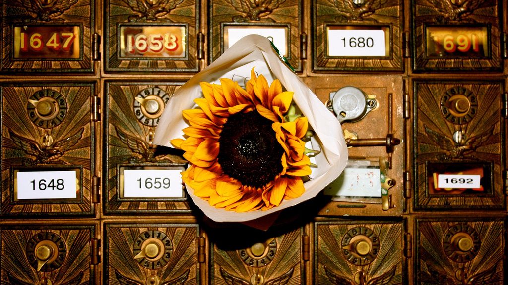 A sunflower in a mailbox