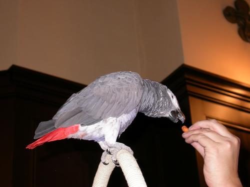 Jambo the parrot