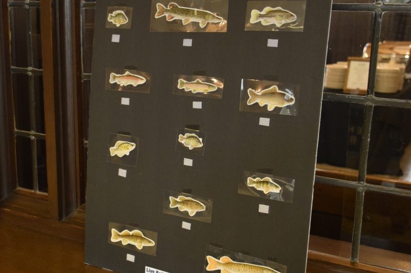 Do you know the various species of fish in our lakes?