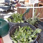 SAC Plant Potting