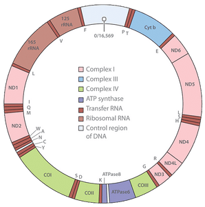 MtDNA Maintenance