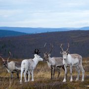 Four reindeer in varying shades of brown and white standing in a scrub grass field in front of rolling hills turning blue in the distance.
