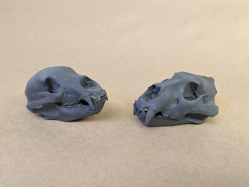 Bear and Tiger Skulls