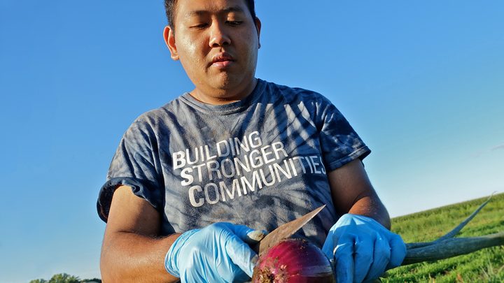 Farmer cutting into a beet