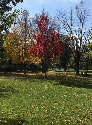 Yadari Nuñez-Marquez ‘20 observes a tree on campus as it changes colors.