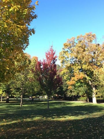 Yadari Nuñez-Marquez ‘20 observes a tree on campus as it changes colors.