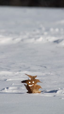 Smiling leaf in the snow