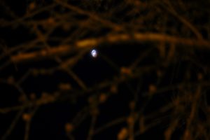 Out of focus red/blue moon behind branches in the night sky
