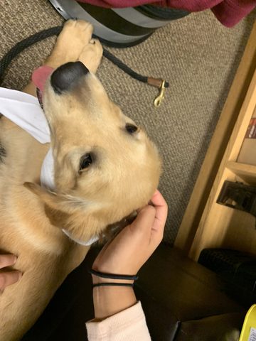 Walker, the therapy dog. 