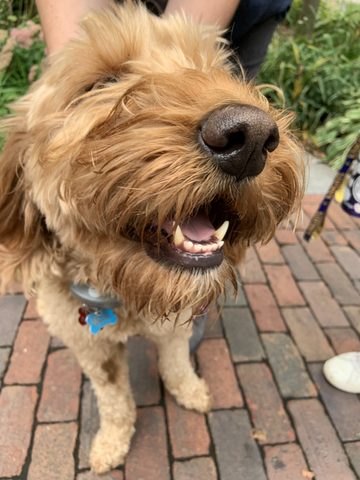 Lucy, the neighborhood dog. 