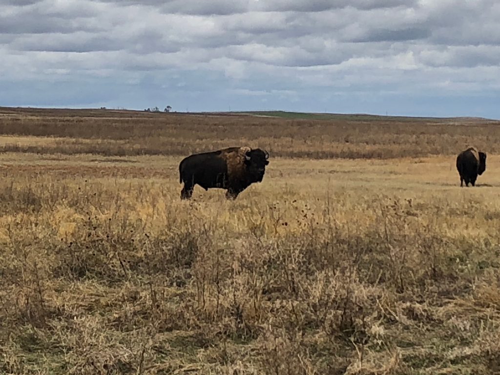 bison on a prairie
