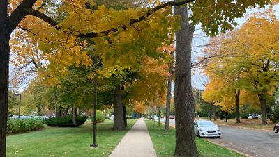 Sidewalk with the trees changing colors.