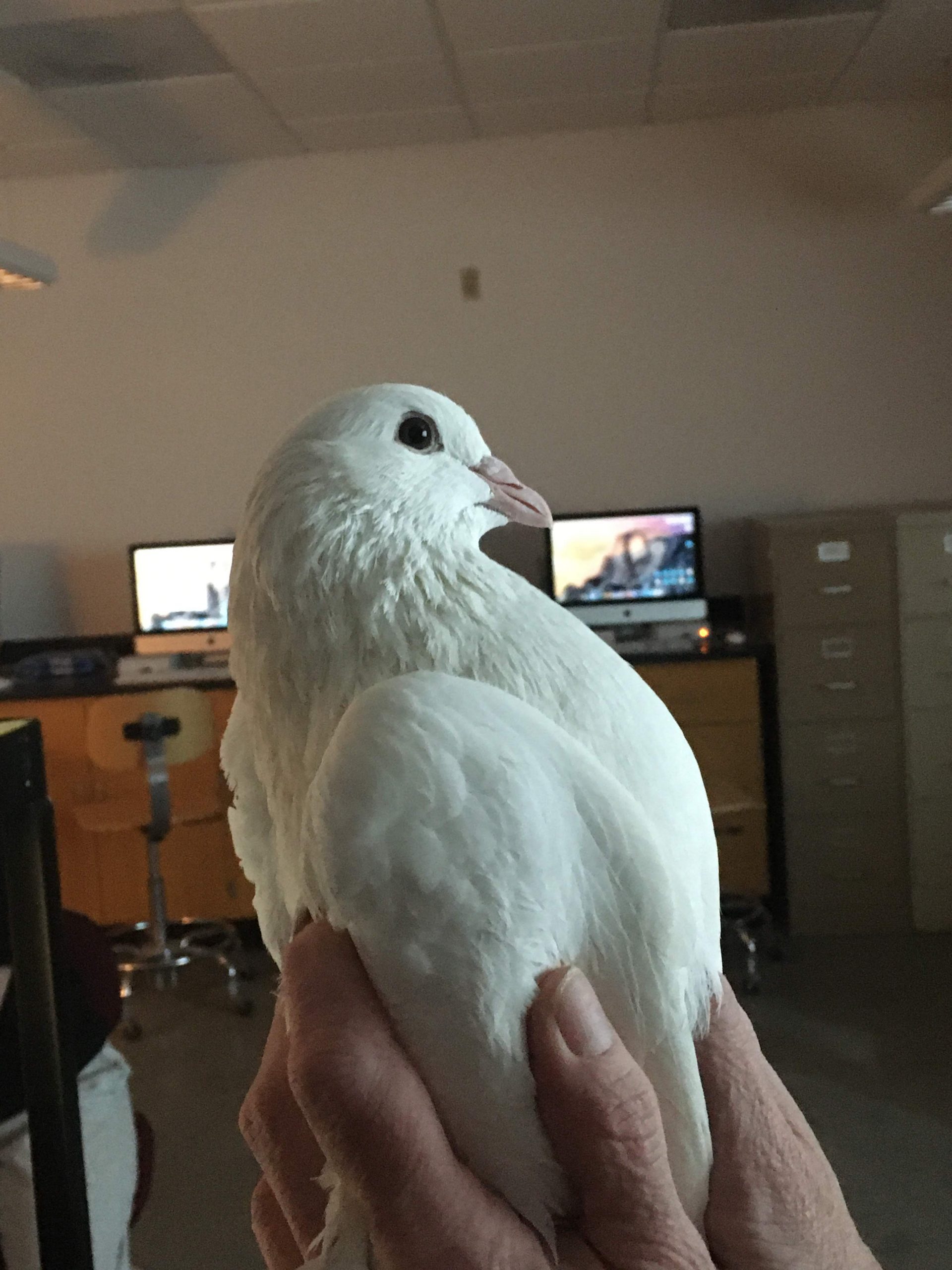 A white pigeon named Corny