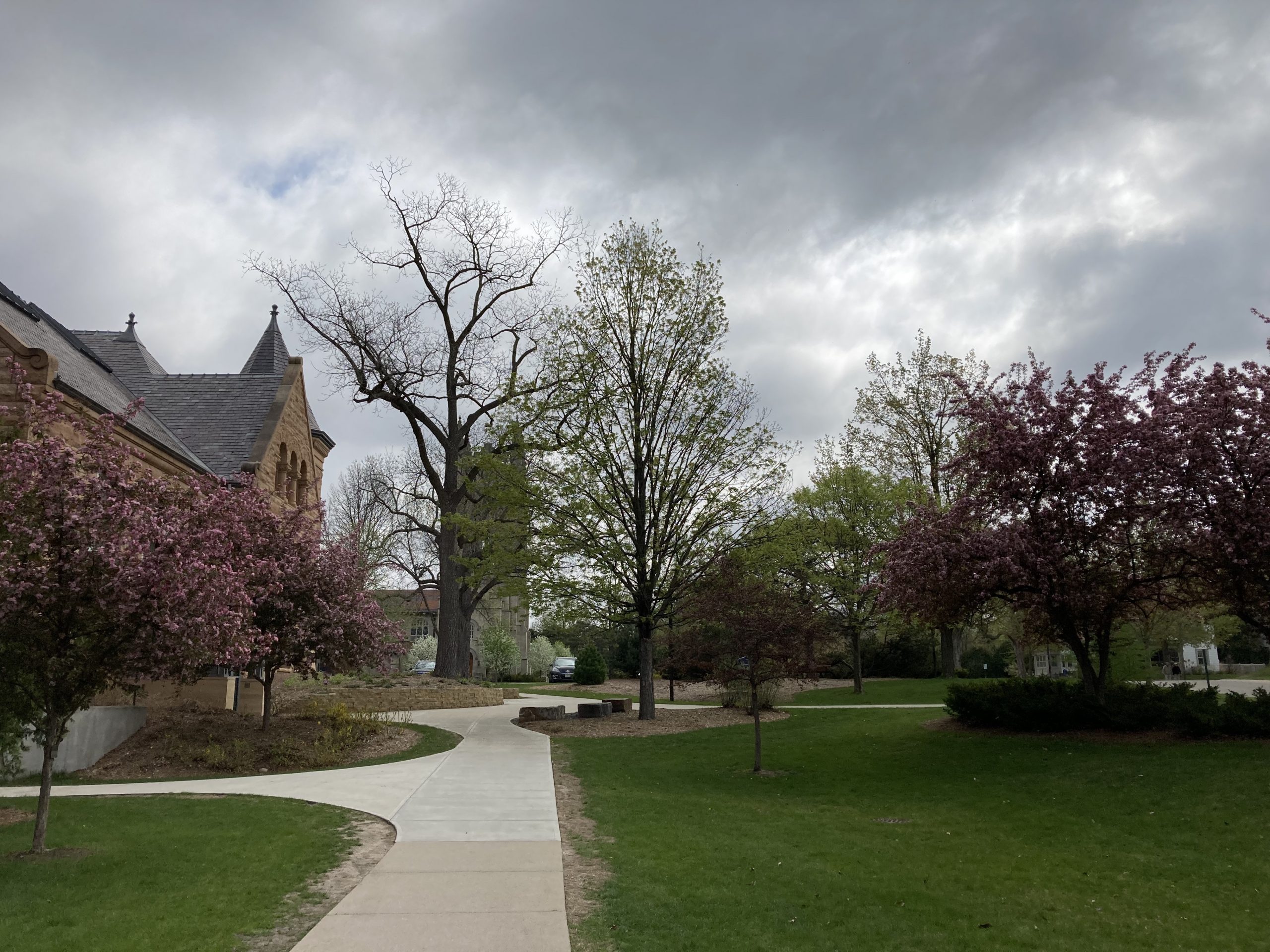 Carleton Trees Blooming