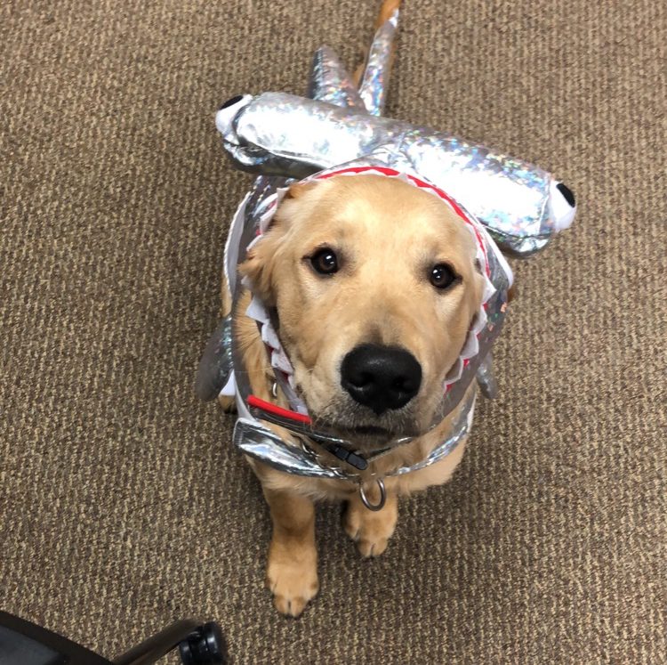 swa dog in costume