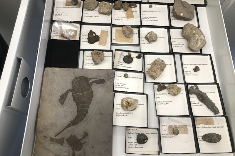 fossils