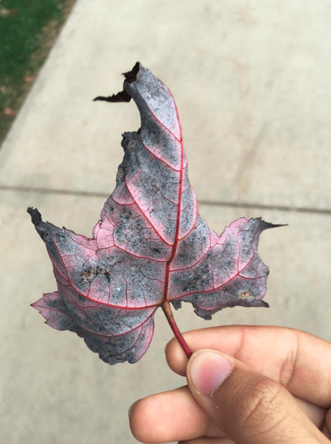 A crinkled leaf in an unusual purple hue