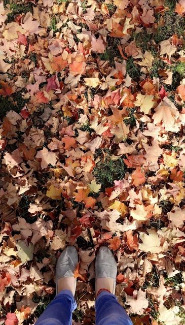 Looking down at fallen leaves