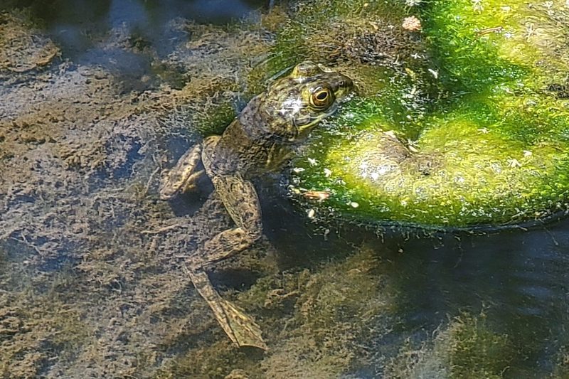 Frog