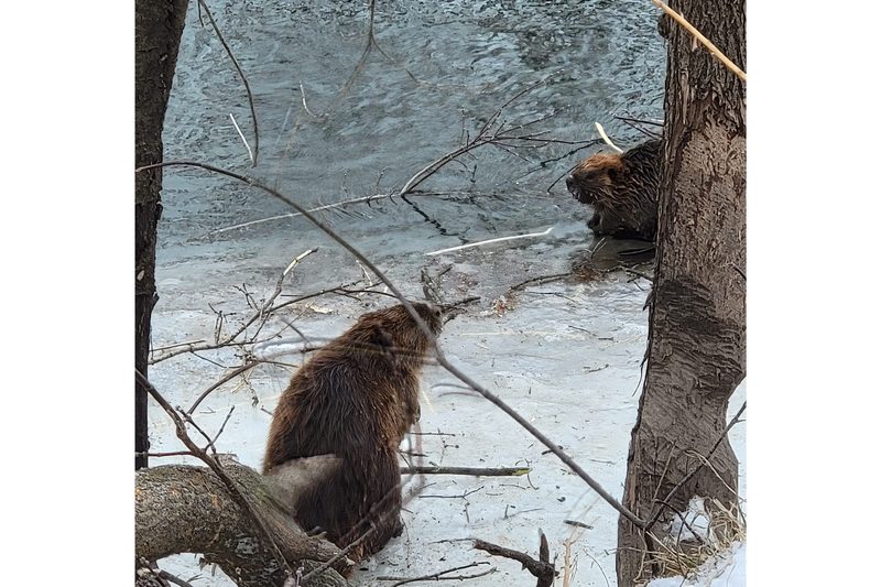 two beavers in the winter