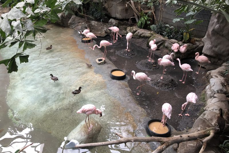 zoo