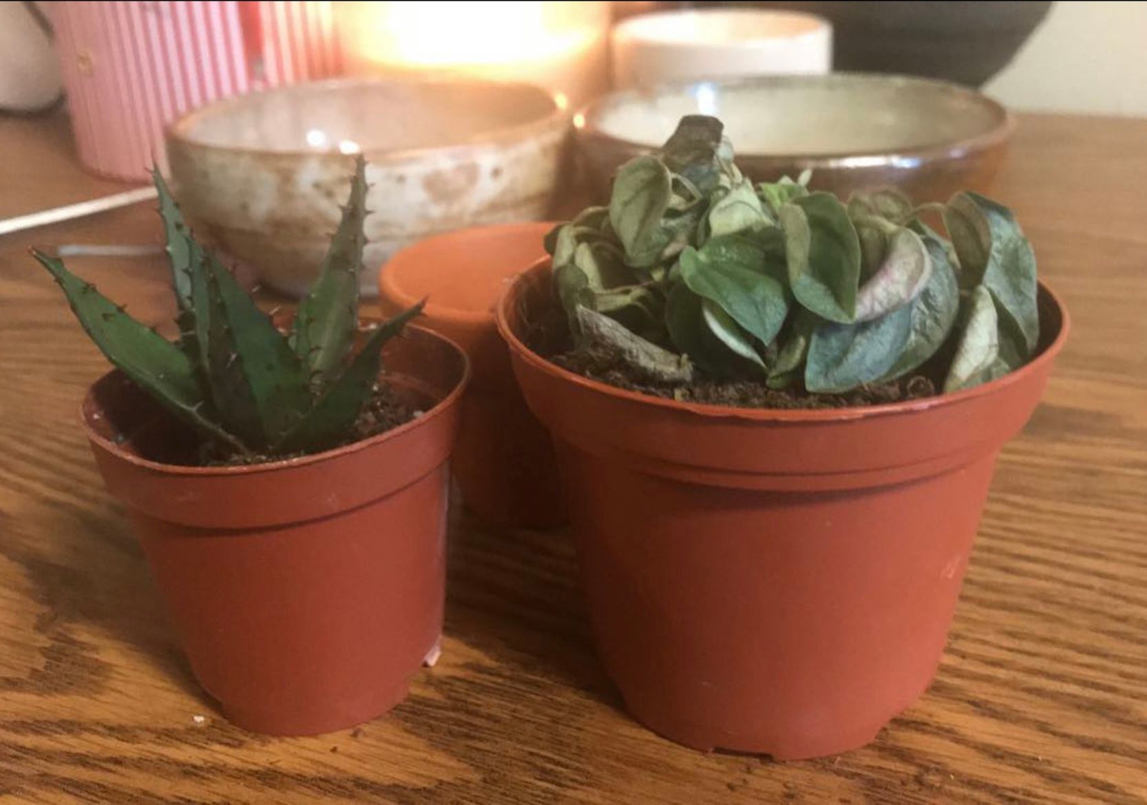 succulents