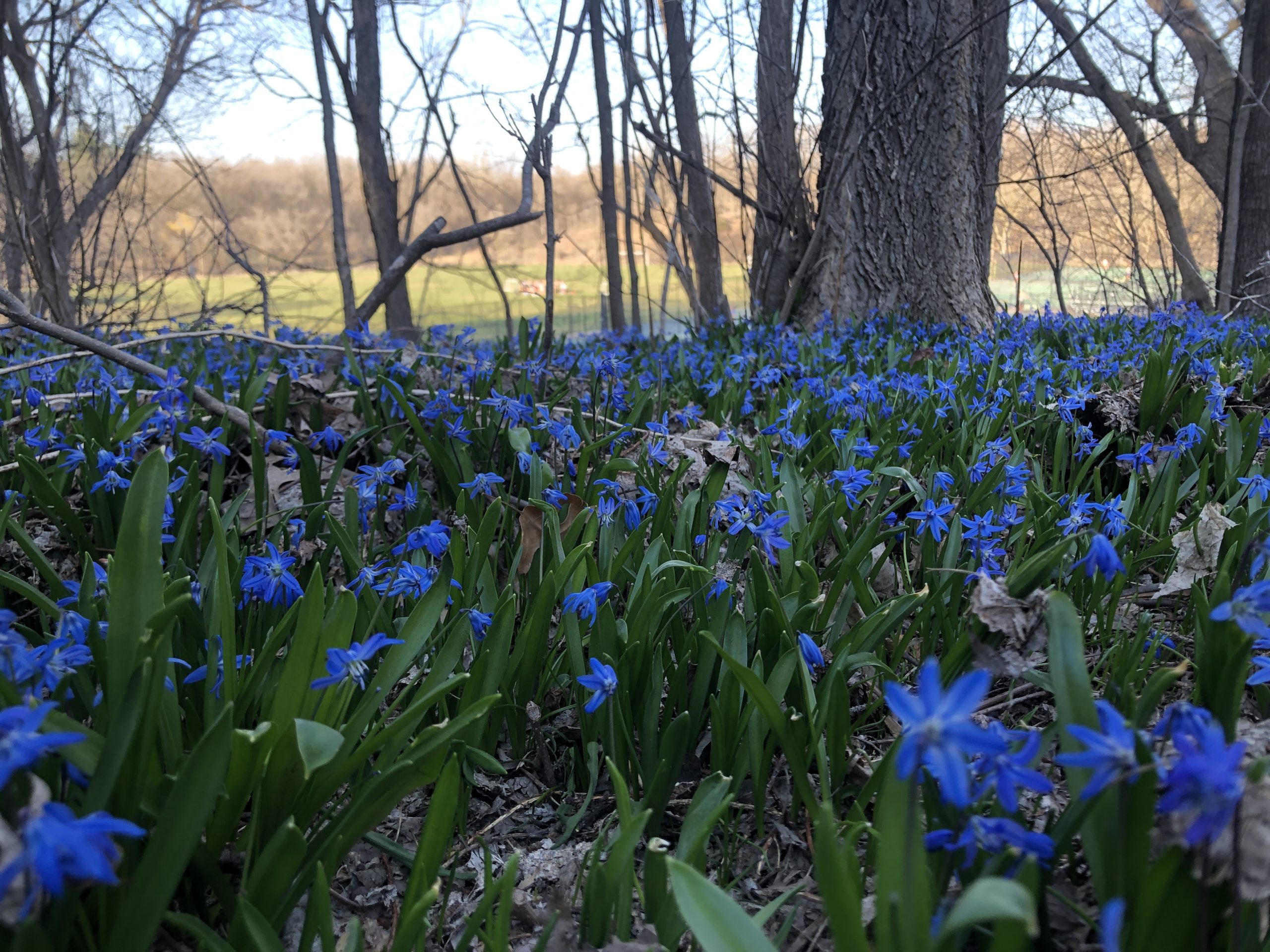 Blue flowers in forest.