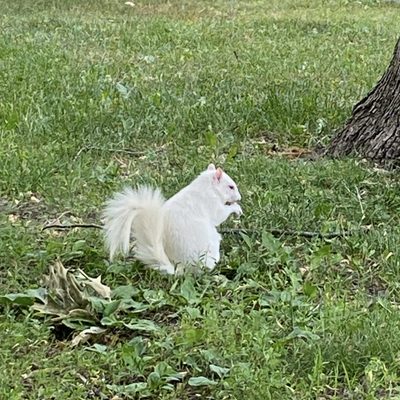White squirrel sitting in grass