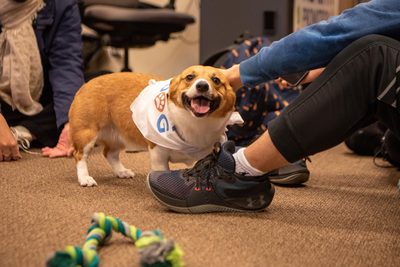 Student wellness dog smiling at the camera