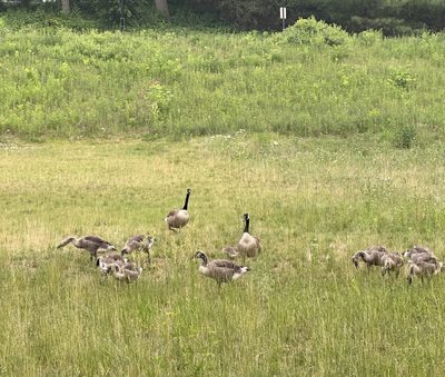 Geese walking in grass