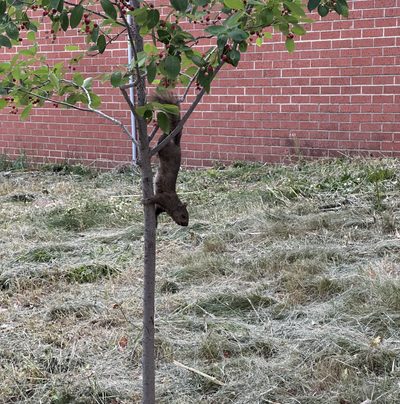 squirrel climbing down a tree