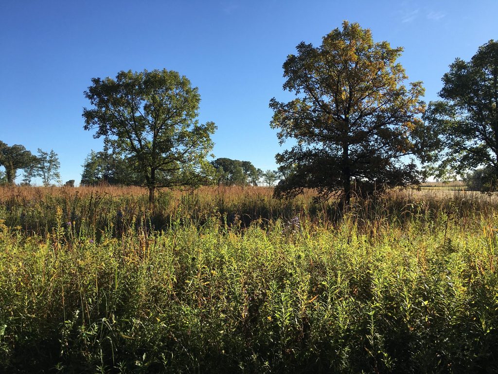 Creatures in the Arb!