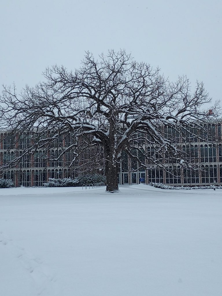a beautiful oak tree covered in snow outside olin