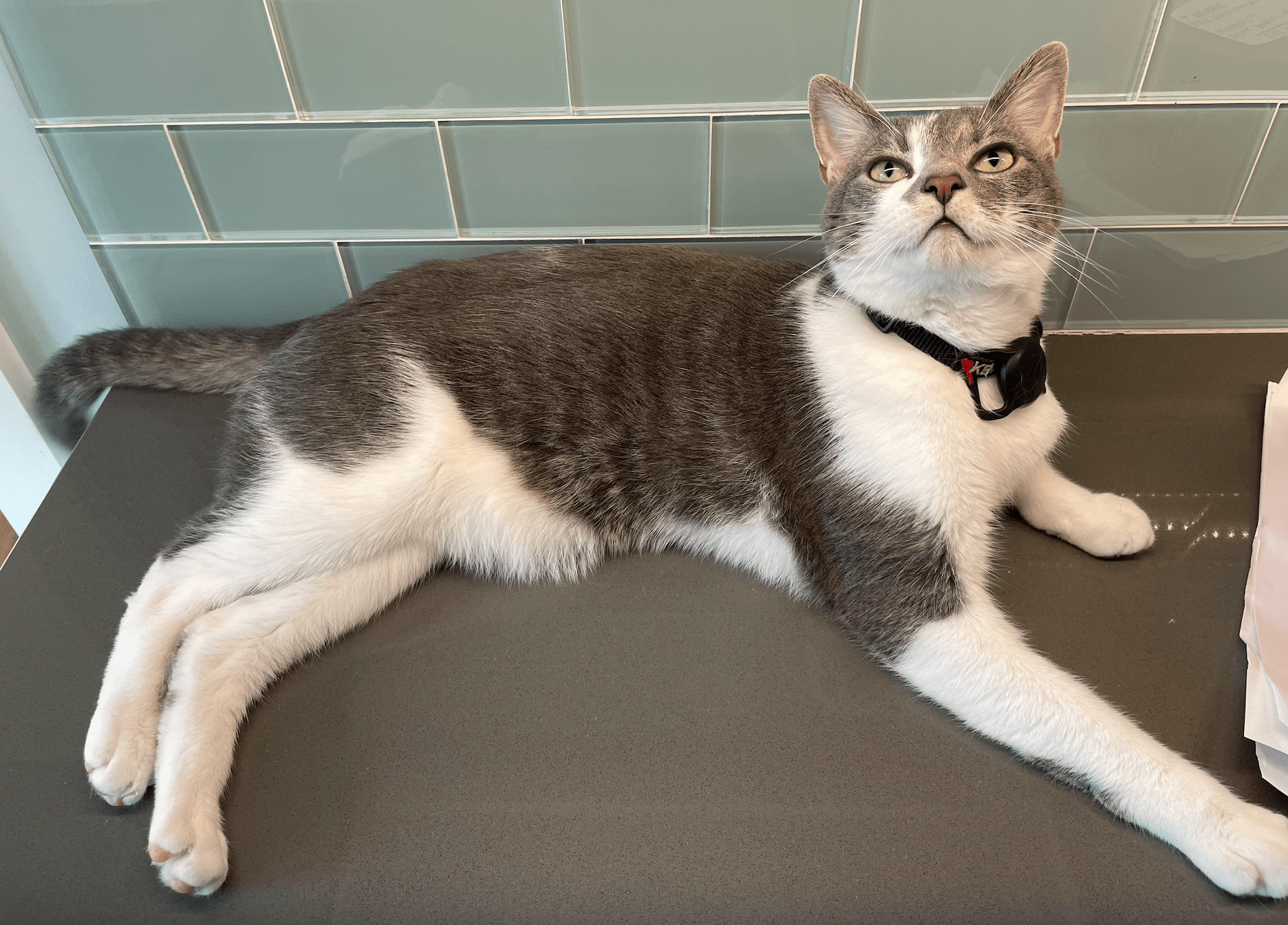 A gray and white cat lying on a counter
