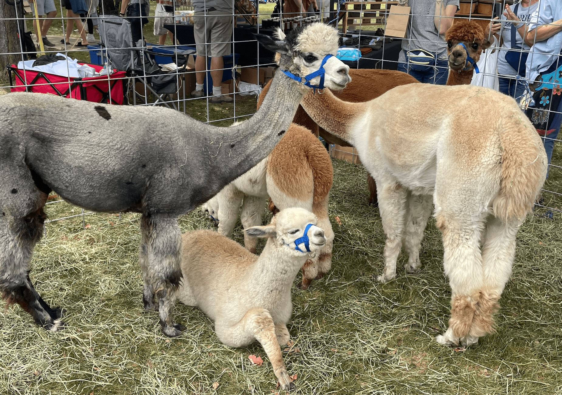 A pen of llamas standing on a patch of grass