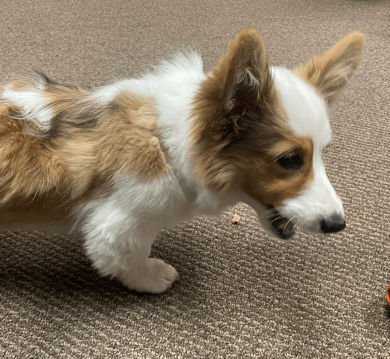 Bea the corgi puppy