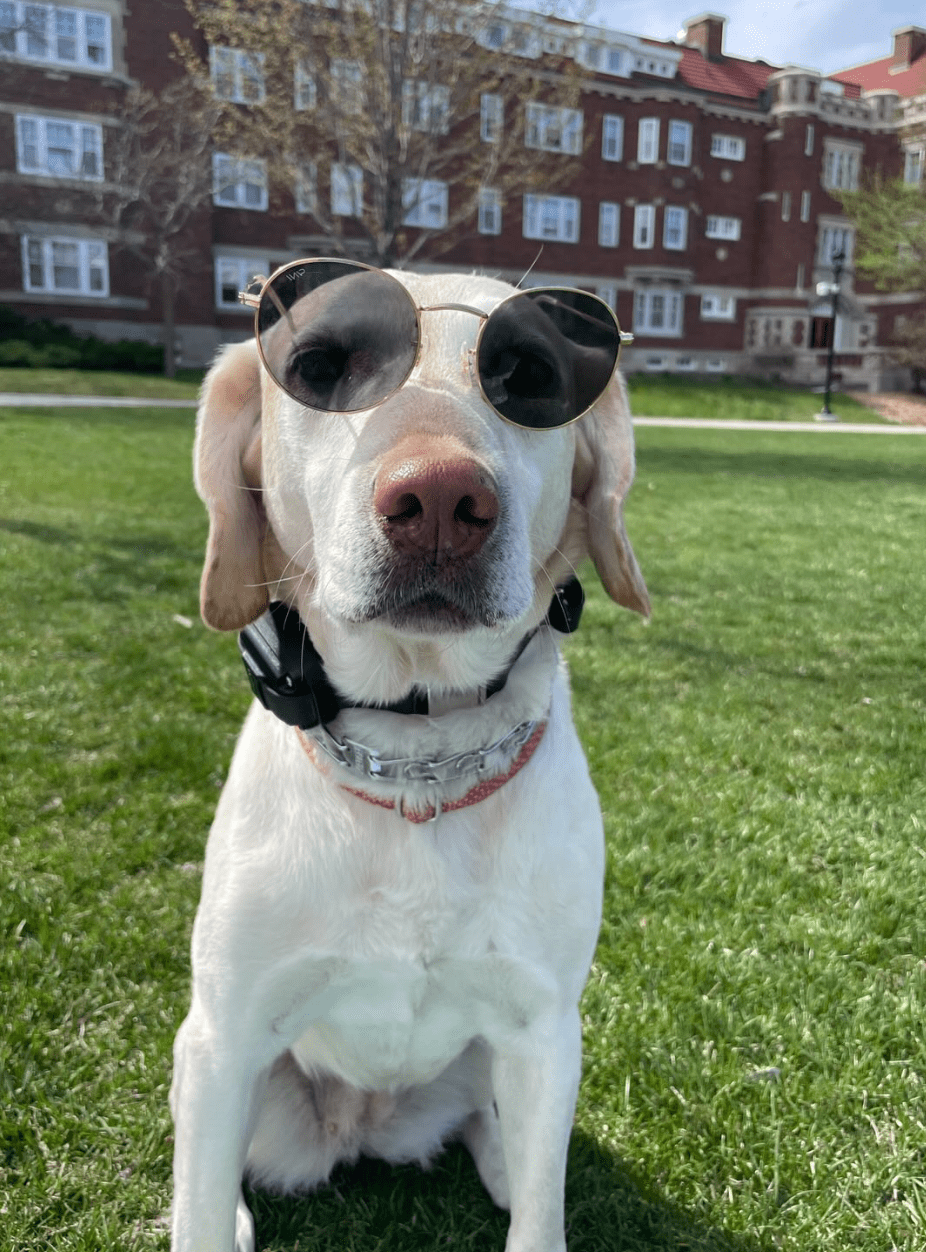 A yellow lab sits in the grass, wearing sunglasses.