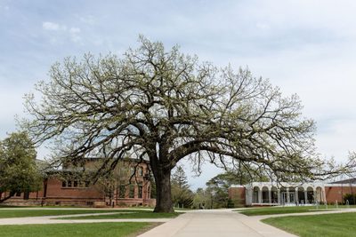 Spring Bur oak