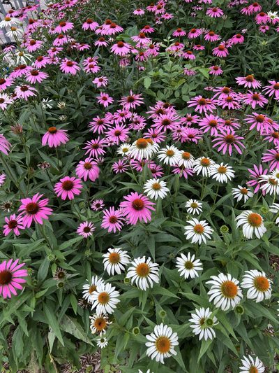 Cone Flowers