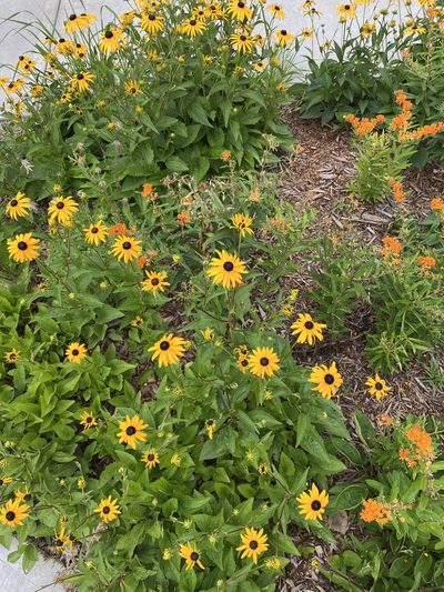 Cone Flowers